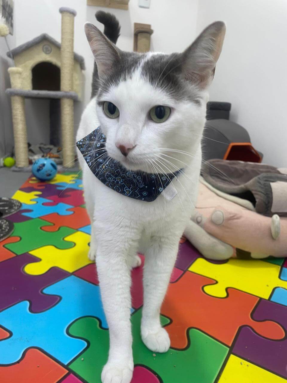 Conheça mais: Kit Cat