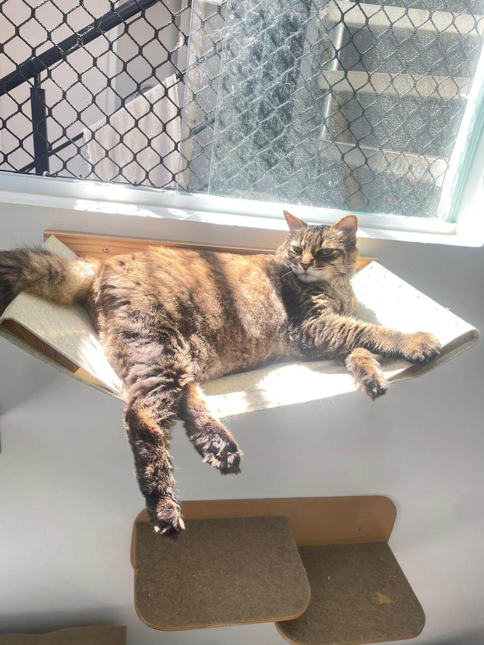 Conheça mais: Petit Gato