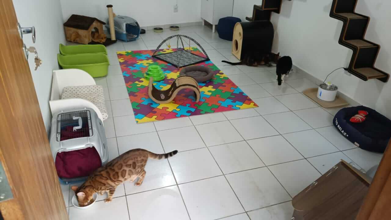 Conheça mais: Cat Resort