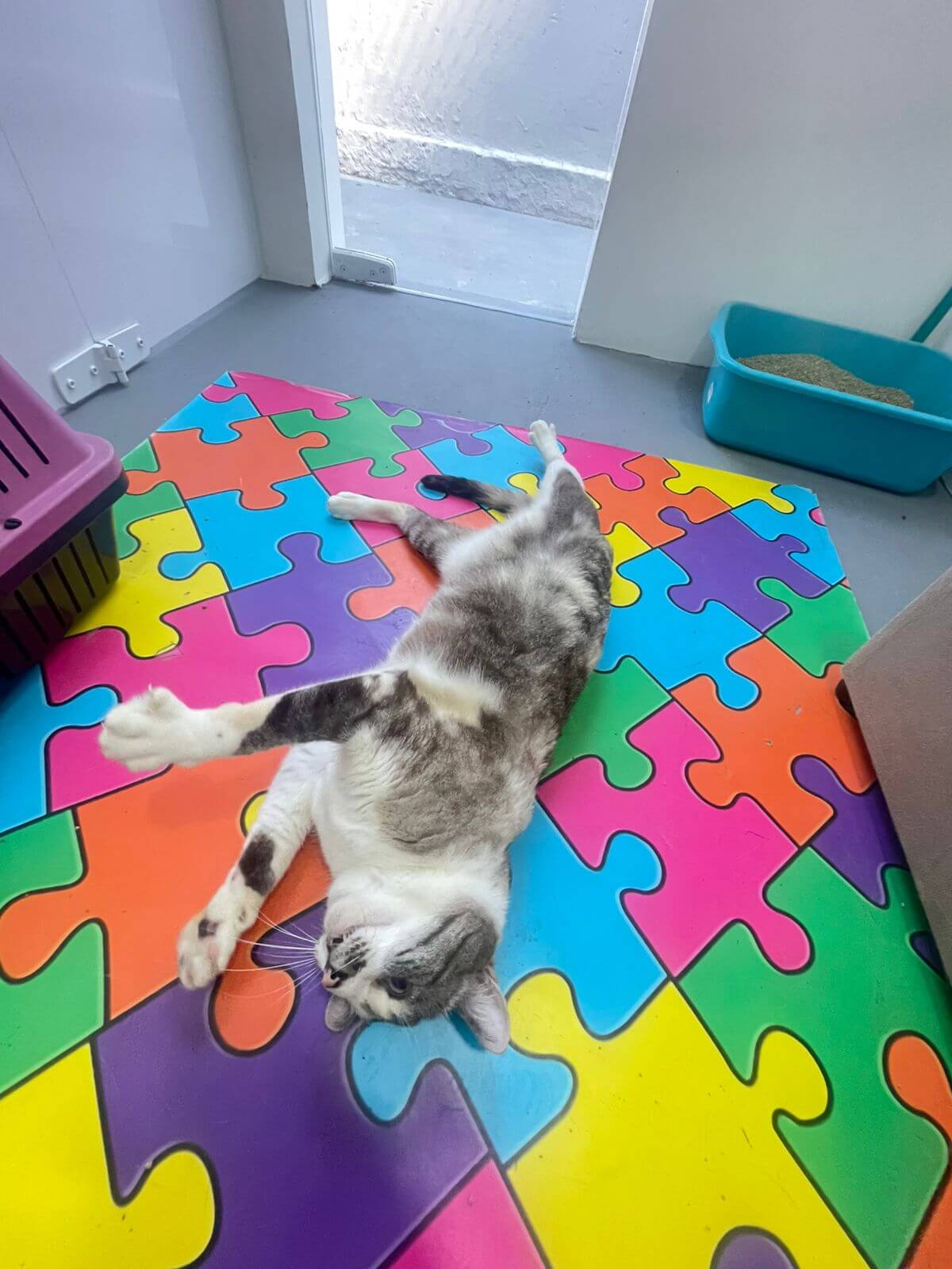 Conheça mais: Toca dos Gatos